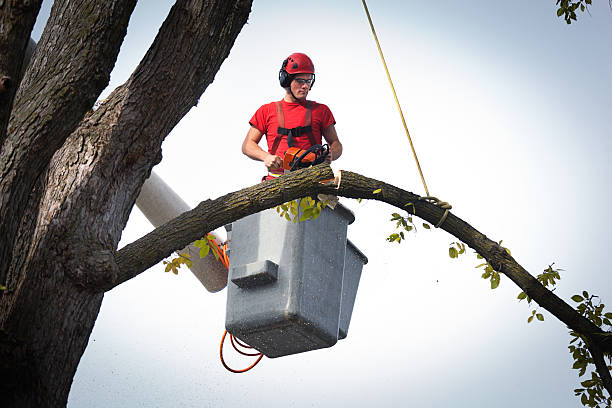 Best Professional Tree Care  in Atoka, TN